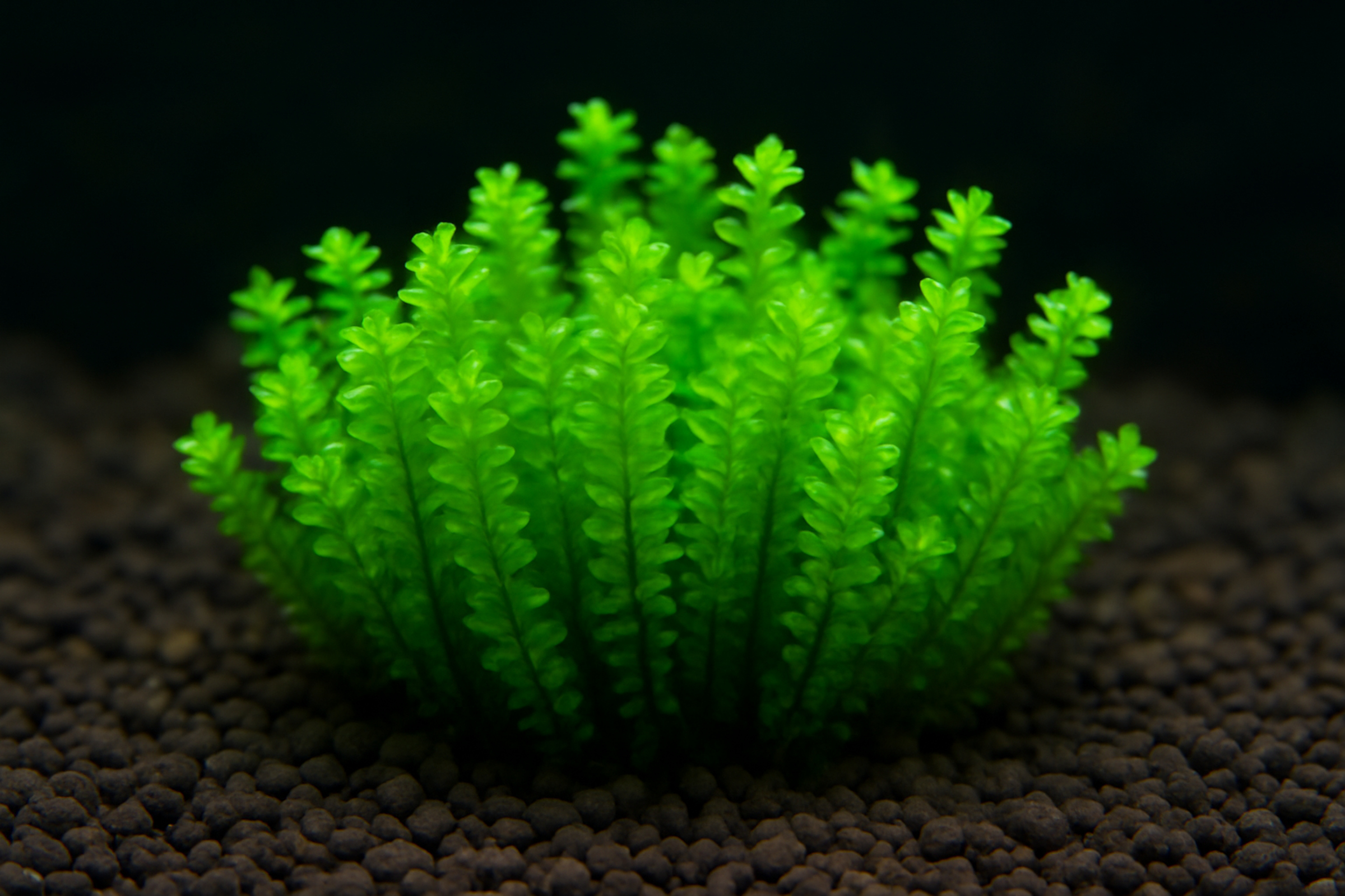 Perlenmoos, Distichophyllum sp. Rare, im 250 ml Becher